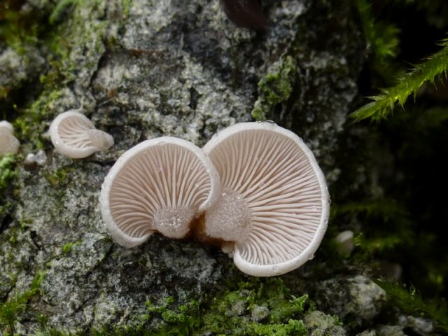 Panellus mitis, Milder Zwergknäueling